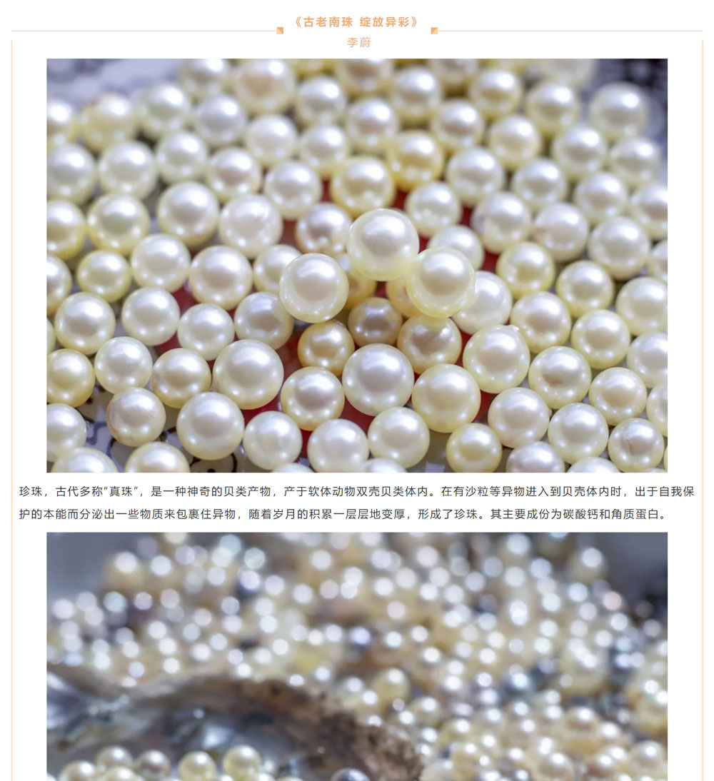 古老南珠，綻放異彩